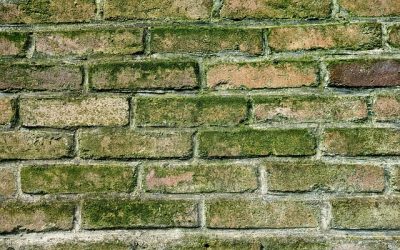 Alles Wichtige zur Schimmelsanierung: Kosten, Ablauf & mehr